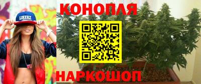 шишки Гай